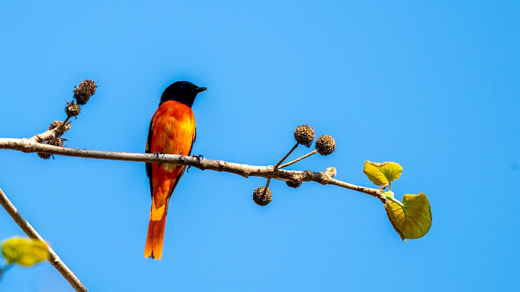 Orange Minivet
